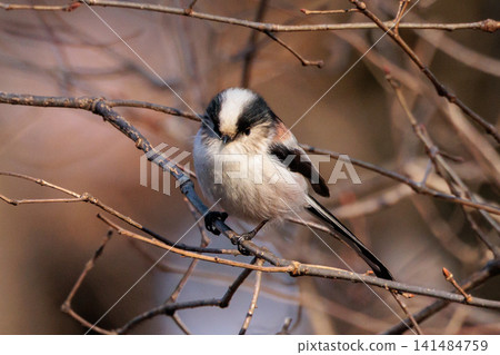 Long-tailed long-tailed small white bird popular for its cute gestures Long-tailed long-tailed small white bird popular for its cute gestures 141484759