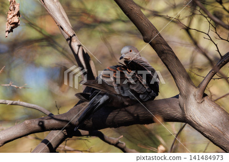 The turtledove, also known as the turtledove, which is also famous for its game The turtledove, also known as the turtledove, which is also famous for its game 141484973
