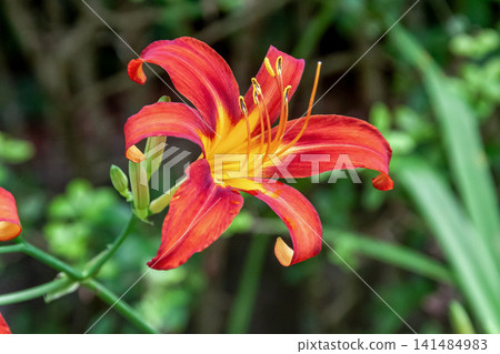 野生萱草，又稱紅萱草，喜歡略微潮濕的地方。 141484983