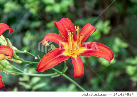The wild daylily, also known as red daylily, prefers slightly damp places. The wild daylily, also known as red daylily, prefers slightly damp places. 141484984