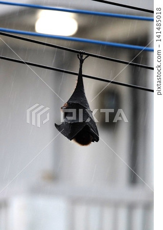 Bats in the rain 141485018