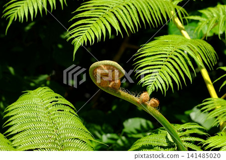 Shoot of Lizardhead 141485020