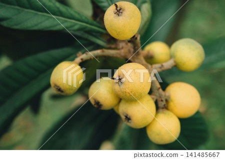 Ripe Loquat Fruits on a Branch Ripe Loquat Fruits on a Branch 141485667