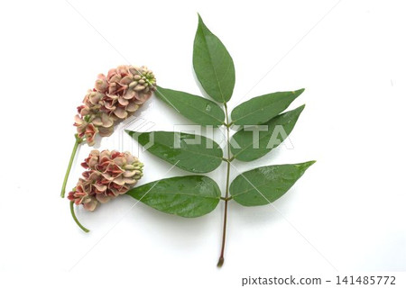 美洲馬鈴薯(Apios)花 美洲馬鈴薯(Apios)花 141485772