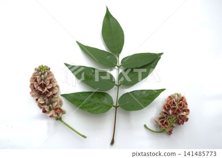 美洲馬鈴薯(Apios)花 美洲馬鈴薯(Apios)花 141485773