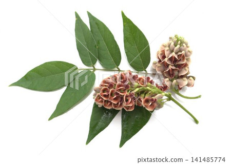 美洲馬鈴薯(Apios)花 美洲馬鈴薯(Apios)花 141485774