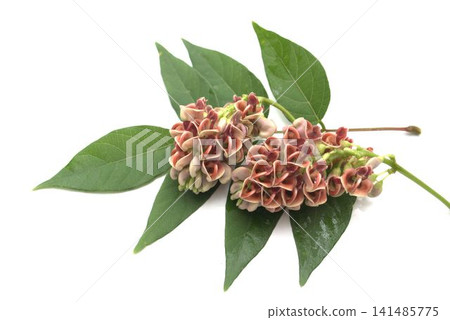 美洲馬鈴薯(Apios)花 美洲馬鈴薯(Apios)花 141485775