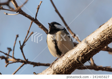 Familiar wild bird great tit with a cute chest tie Familiar wild bird great tit with a cute chest tie 141485827