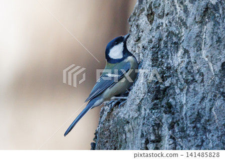 熟悉的野鳥大山雀與可愛的胸口 熟悉的野鳥大山雀與可愛的胸口 141485828