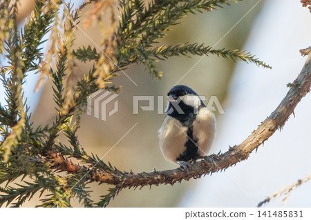 Familiar wild bird great tit with a cute chest tie Familiar wild bird great tit with a cute chest tie 141485831