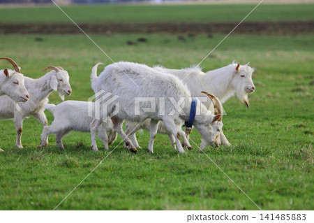 A herd of white goats grazes on a green meadow. A herd of white goats grazes on a green meadow. 141485883