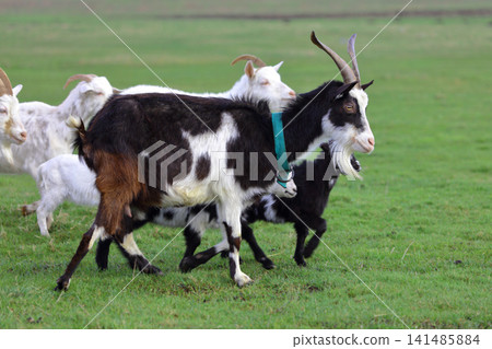 A herd of goats is grazing on a green meadow of different colors. They are grazing on a green meadow. They are eating grass and running around the field. A herd of goats is grazing on a green meadow of different colors. They are grazing on a green meadow. They are eating grass and running around the field. 141485884