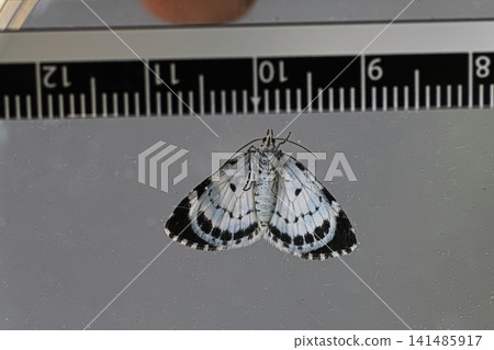 Black-spotted geometrid moth Black-spotted geometrid moth 141485917