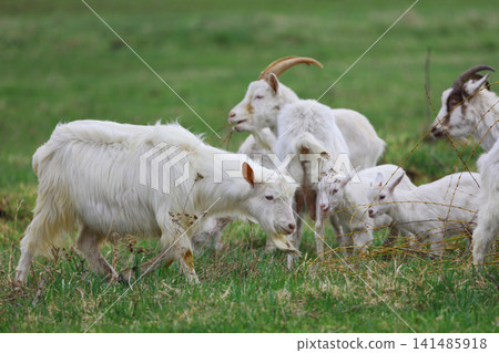 A herd of goats grazes on a green meadow on a farm. A herd of goats grazes on a green meadow on a farm. 141485918