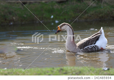 The goose swims alone in the home pond. 141485934