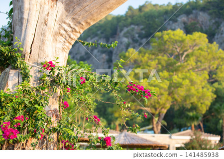 Beautiful bougainvillea blossoms against a scenic mountain backdrop in a tranquil setting 141485938