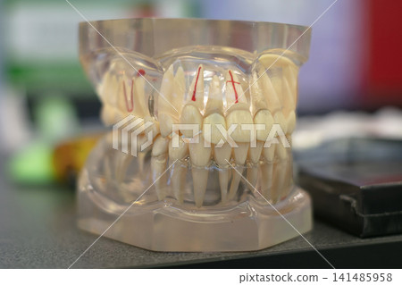 Dental model showing human teeth and gums for educational purposes in a clinical setting Dental model showing human teeth and gums for educational purposes in a clinical setting 141485958