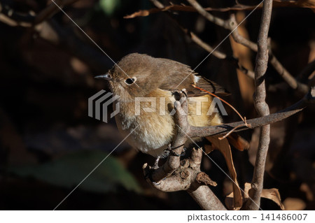 The female Daurian Redstart, affectionately known as "Jobiko," is a representative winter bird loved for its cute movements. 141486007