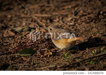 The female Daurian Redstart, affectionately known as "Jobiko," is a representative winter bird loved for its cute movements. The female Daurian Redstart, affectionately known as "Jobiko," is a representative winter bird loved for its cute movements. 141486074