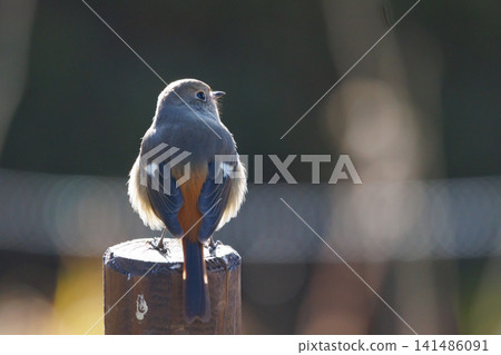 The female Daurian Redstart, affectionately known as "Jobiko," is a representative winter bird loved for its cute movements. The female Daurian Redstart, affectionately known as "Jobiko," is a representative winter bird loved for its cute movements. 141486091