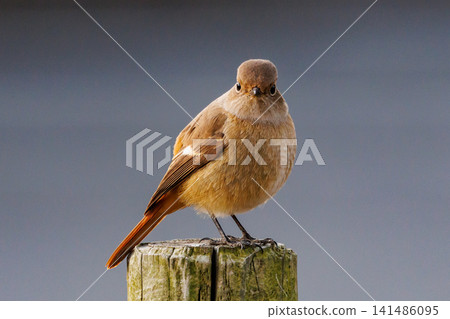 The female Daurian Redstart, affectionately known as "Jobiko," is a representative winter bird loved for its cute movements. The female Daurian Redstart, affectionately known as "Jobiko," is a representative winter bird loved for its cute movements. 141486095