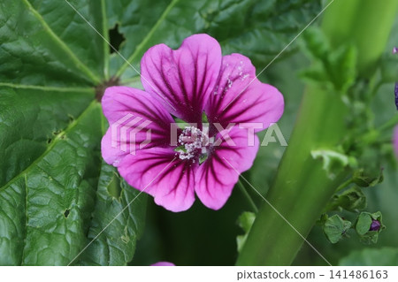 The reddish-purple flowers of the common mallow bloom in the spring garden. The reddish-purple flowers of the common mallow bloom in the spring garden. 141486163