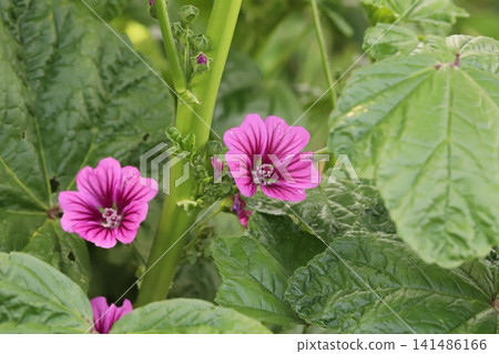 The reddish-purple flowers of the common mallow bloom in the spring garden. The reddish-purple flowers of the common mallow bloom in the spring garden. 141486166