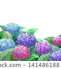 Colorful watercolor illustration of hydrangeas 141486188