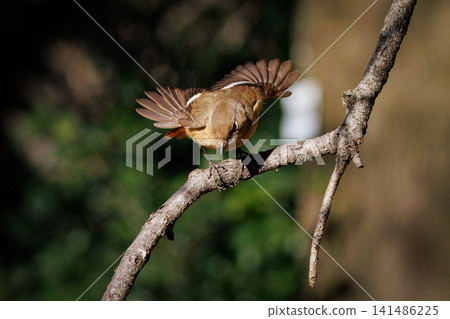 The female Daurian Redstart, affectionately known as "Jobiko," is a representative winter bird loved for its cute movements. The female Daurian Redstart, affectionately known as "Jobiko," is a representative winter bird loved for its cute movements. 141486225