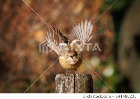 The female Daurian Redstart, affectionately known as "Jobiko," is a representative winter bird loved for its cute movements. The female Daurian Redstart, affectionately known as "Jobiko," is a representative winter bird loved for its cute movements. 141486233