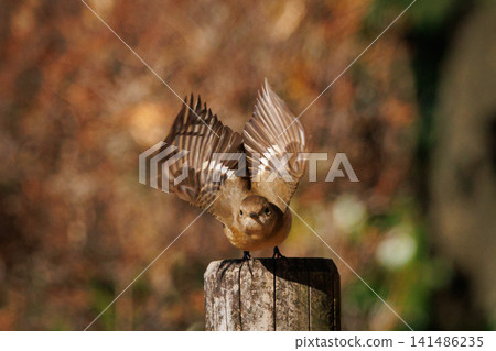 The female Daurian Redstart, affectionately known as "Jobiko," is a representative winter bird loved for its cute movements. The female Daurian Redstart, affectionately known as "Jobiko," is a representative winter bird loved for its cute movements. 141486235