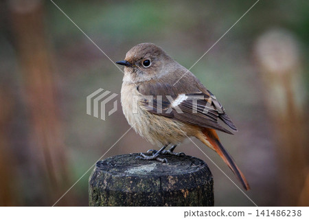 The female Daurian Redstart, affectionately known as "Jobiko," is a representative winter bird loved for its cute movements. The female Daurian Redstart, affectionately known as "Jobiko," is a representative winter bird loved for its cute movements. 141486238