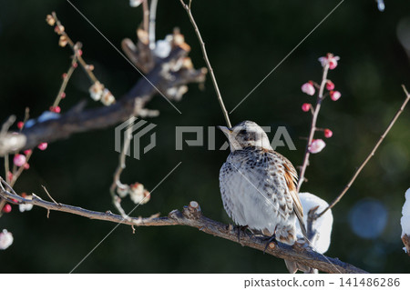 A winter bird named after the thrush because it can no longer be heard when it disappears on a migration in the summer. A winter bird named after the thrush because it can no longer be heard when it disappears on a migration in the summer. 141486286