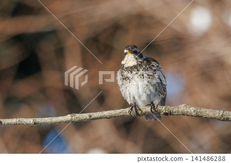 A winter bird named after the thrush because it can no longer be heard when it disappears on a migration in the summer. 141486288