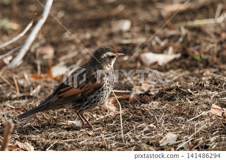A winter bird named after the thrush because it can no longer be heard when it disappears on a migration in the summer. 141486294
