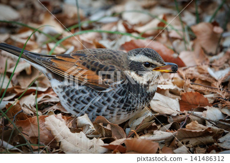 A winter bird named after the thrush because it can no longer be heard when it disappears on a migration in the summer. A winter bird named after the thrush because it can no longer be heard when it disappears on a migration in the summer. 141486312