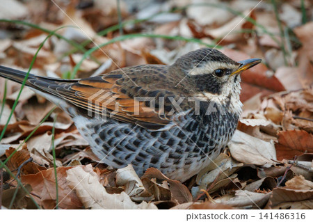 A winter bird named after the thrush because it can no longer be heard when it disappears on a migration in the summer. 141486316