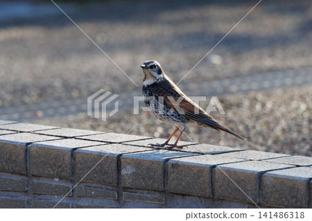 A winter bird named after the thrush because it can no longer be heard when it disappears on a migration in the summer. 141486318