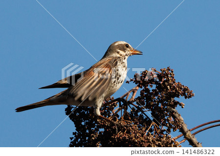 A winter bird named after the thrush because it can no longer be heard when it disappears on a migration in the summer. A winter bird named after the thrush because it can no longer be heard when it disappears on a migration in the summer. 141486322