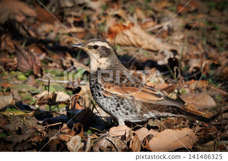 A winter bird named after the thrush because it can no longer be heard when it disappears on a migration in the summer. A winter bird named after the thrush because it can no longer be heard when it disappears on a migration in the summer. 141486325