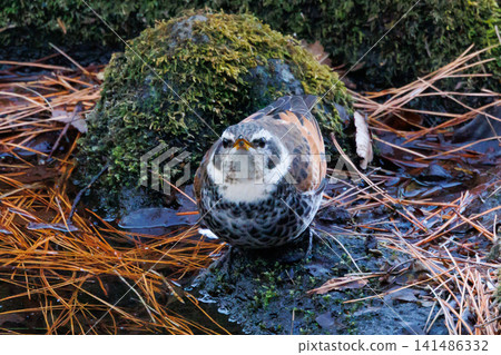 A winter bird named after the thrush because it can no longer be heard when it disappears on a migration in the summer. A winter bird named after the thrush because it can no longer be heard when it disappears on a migration in the summer. 141486332