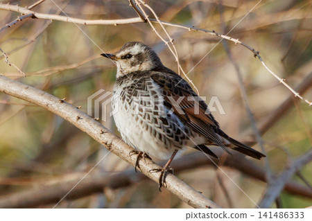 A winter bird named after the thrush because it can no longer be heard when it disappears on a migration in the summer. A winter bird named after the thrush because it can no longer be heard when it disappears on a migration in the summer. 141486333