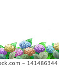 Image of colorful hydrangeas against a white background. 141486344