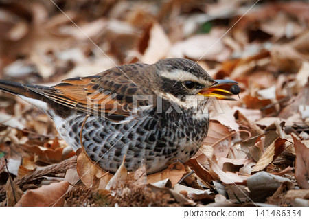A winter bird named after the thrush because it can no longer be heard when it disappears on a migration in the summer. 141486354