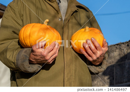 Farmer holding two pumpkins in his hands. Agricultural worker showcasing autumn vegetable harvest. Rural lifestyle, seasonal farming, organic gardening, food supply, Halloween celebration. Farmer holding two pumpkins in his hands. Agricultural worker showcasing autumn vegetable harvest. Rural lifestyle, seasonal farming, organic gardening, food supply, Halloween celebration. 141486497