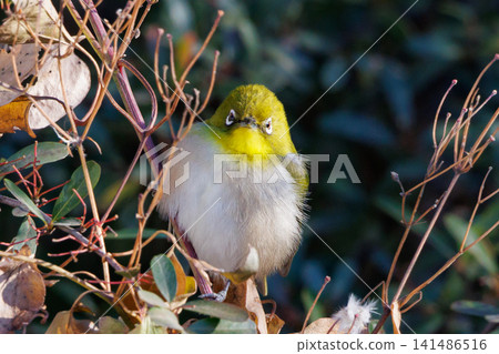 A white-eye bird with a beautiful green body and white glasses that can be mistaken for a warbler. A white-eye bird with a beautiful green body and white glasses that can be mistaken for a warbler. 141486516