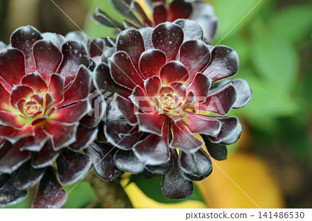 Aeonium black rose succulent plant in close up Aeonium black rose succulent plant in close up 141486530