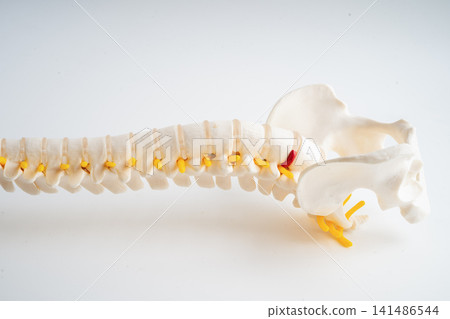 Lumbar spine, spinal nerve and human back bone. Lumbar spine, spinal nerve and human back bone. 141486544