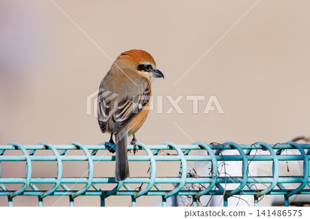 以 Hayani 聞名的伯勞鳥 以 Hayani 聞名的伯勞鳥 141486575