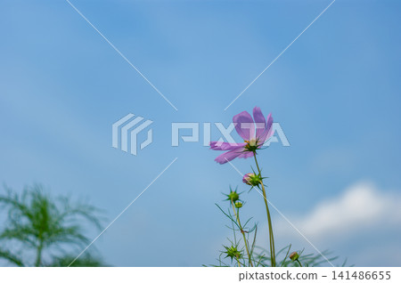 Pink cosmos flowers blooming towards the sky, carried by the autumn breeze. Pink cosmos flowers blooming towards the sky, carried by the autumn breeze. 141486655